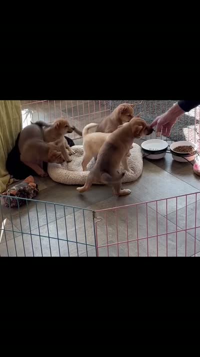 AKC FOXY GIRL with orange bow, a female Shiba Inu for sale in Alma, NE – 4 of 4