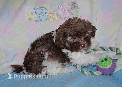 CocoBear – Havanese puppy for sale in Alma, NE