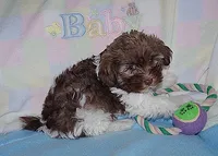 CocoBear, a male Havanese for sale in Alma, NE – 1 of 4
