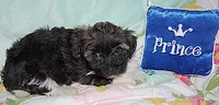 PRINCE, a male Havanese for sale in Alma, NE – 3 of 4