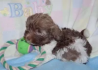 CocoBear, a male Havanese for sale in Alma, NE – 3 of 4