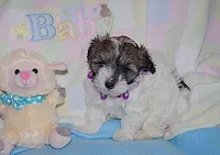 BELLE, a female Havanese for sale in Alma, NE – 2 of 3