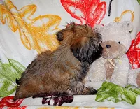 KOKO, a male Havanese for sale in Alma, NE – 2 of 3