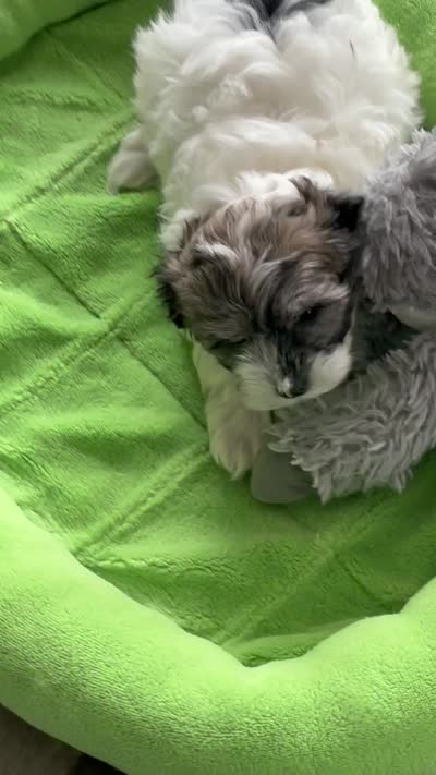 Bonnie, a female Havanese for sale in Alma, NE – 3 of 3