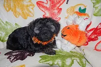 PUMPKIN, a female Havanese for sale in Alma, NE – 2 of 2