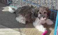 PETER, a male Havanese for sale in Alma, NE – 3 of 3