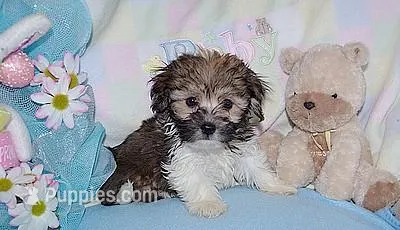 PETER – Havanese puppy for sale in Alma, NE
