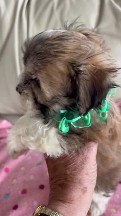 BABE, a female Havanese for sale in Alma, NE – 2 of 4