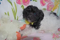 AKC SUMMER, a female Havanese for sale in Alma, NE – 3 of 3
