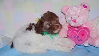 Sweet Chocolate, a female Havanese for sale in Alma, NE – 1 of 3