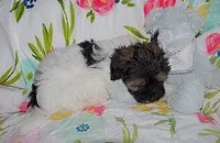 AKC SAMMY, a male Havanese for sale in Alma, NE – 2 of 3