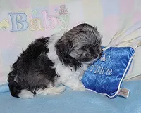 Benny, a male Havanese for sale in Alma, NE – 2 of 2