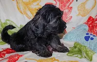 TUCKER, a male Havanese for sale in Alma, NE – 2 of 2