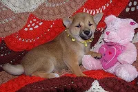 AKC FOXY GIRL yellow bow, a female Shiba Inu for sale in Alma, NE – 3 of 3