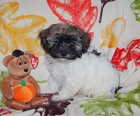 TY BEANIE BEAR, a male Havanese for sale in Alma, NE – 2 of 3