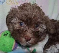 CocoBear, a male Havanese for sale in Alma, NE – 2 of 4