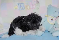 Zorro, a male Havanese for sale in Alma, NE – 2 of 2