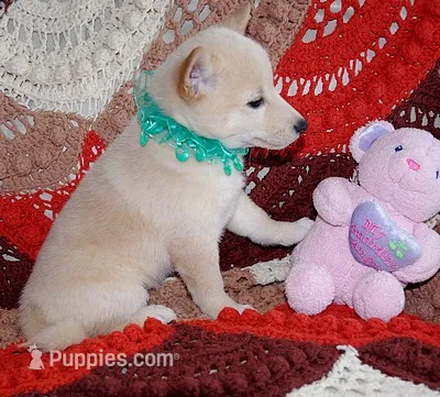 AKC Foxy White Girl  – Shiba Inu puppy for sale in Alma, NE