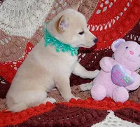 AKC Foxy White Girl , a female Shiba Inu for sale in Alma, NE – 1 of 4