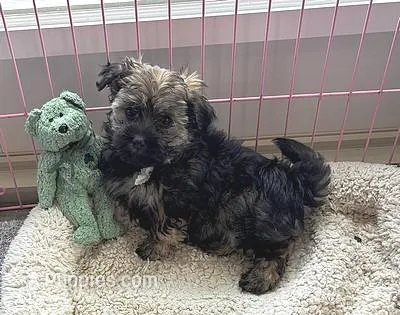 BEANIE – Havanese puppy for sale in Alma, NE