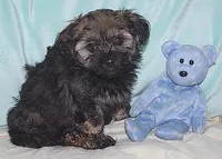 BEANIE, a male Havanese for sale in Alma, NE – Photo 2 of 2