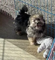 BEANIE, a male Havanese for sale in Alma, NE – 3 of 3