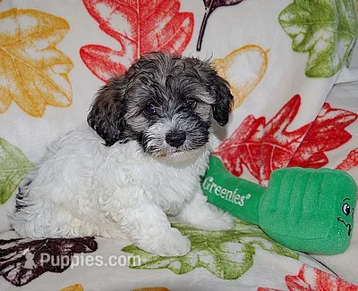 SPORT – Havanese puppy for sale in Alma, NE