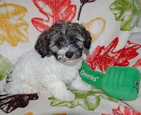 SPORT, a male Havanese for sale in Alma, NE – 1 of 2