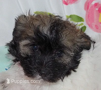 AKC PEACHES – Havanese puppy for sale in Alma, NE