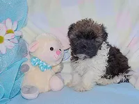 PEEPS, a male Havanese for sale in Alma, NE – Photo 2 of 2