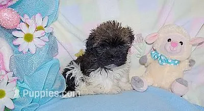 PEEPS – Havanese puppy for sale in Alma, NE