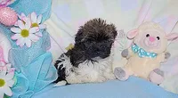 PEEPS, a male Havanese for sale in Alma, NE – Photo 1 of 2