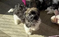 PEEPS, a male Havanese for sale in Alma, NE – 3 of 3