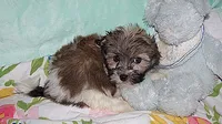 BUDDY, a male Havanese for sale in Alma, NE – 2 of 3