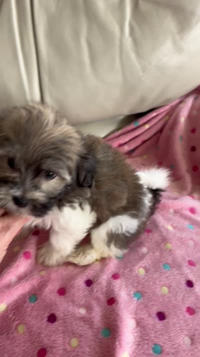 BUDDY, a male Havanese for sale in Alma, NE – 3 of 3