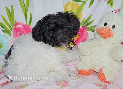 AKC SUMMER – Havanese puppy for sale in Alma, NE
