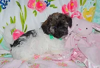 AKC SUNSHINE, a female Havanese for sale in Alma, NE – 3 of 3