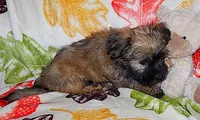 KOKO, a male Havanese for sale in Alma, NE – 3 of 3