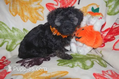PUMPKIN – Havanese puppy for sale in Alma, NE