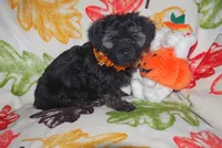 PUMPKIN, a female Havanese for sale in Alma, NE – 1 of 2