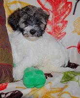 SPORT, a male Havanese for sale in Alma, NE – 2 of 2
