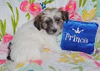 AKC SUNNY, a male Havanese for sale in Alma, NE – 3 of 3