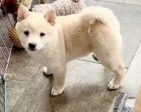 AKC Foxy White Girl , a female Shiba Inu for sale in Alma, NE – 3 of 4