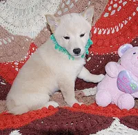 AKC Foxy White Girl , a female Shiba Inu for sale in Alma, NE – 2 of 4