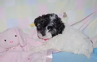 Bonnie, a female Havanese for sale in Alma, NE – 2 of 3