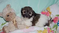 BILLY, a male Havanese for sale in Alma, NE – 2 of 4