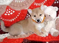 AKC FOXY GIRL with orange bow, a female Shiba Inu for sale in Alma, NE – 2 of 4