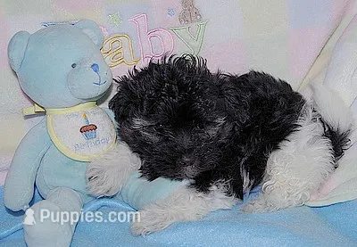 Zorro – Havanese puppy for sale in Alma, NE