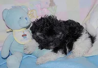 Zorro, a male Havanese for sale in Alma, NE – 1 of 2
