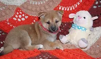 AKC LOXY RED girl , a female Shiba Inu for sale in Alma, NE – 3 of 3